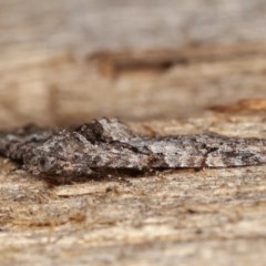 Phrissogonus laticostata at Melba, ACT - 15 Nov 2020