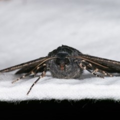 Melanodes anthracitaria at Melba, ACT - 15 Nov 2020 12:04 AM