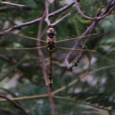 Unidentified Dragonfly & Damselfly (Odonata) at Bandiana, VIC - 8 Dec 2020 by Kyliegw