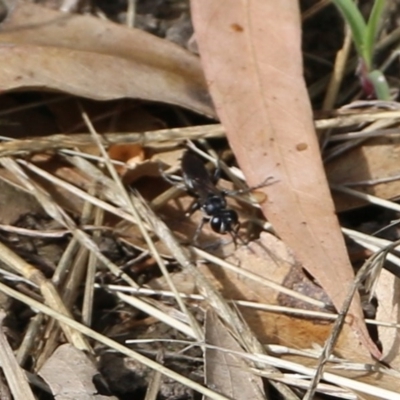 Crabroninae (subfamily) (Unidentified solitary wasp) at Wodonga Regional Park - 8 Dec 2020 by Kyliegw