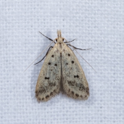 Atheropla decaspila (A concealer moth) at Melba, ACT - 14 Nov 2020 by kasiaaus