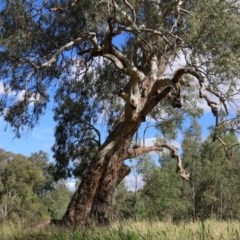Eucalyptus camaldulensis subsp. camaldulensis (River Red Gum) at Wodonga Regional Park - 8 Dec 2020 by Kyliegw