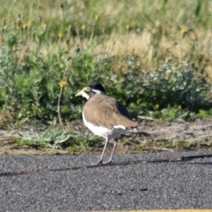 Vanellus tricolor at Canberra Airport, ACT - 8 Dec 2020 06:24 PM