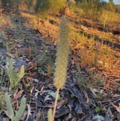 Trifolium angustifolium (Narrowleaf Clover) at Hughes, ACT - 8 Dec 2020 by KL