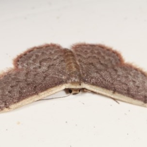 Idaea costaria at Melba, ACT - 15 Nov 2020 12:05 AM