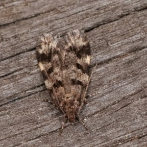 Barea phaeomochla at Melba, ACT - 15 Nov 2020 12:08 AM