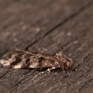 Barea phaeomochla at Melba, ACT - 15 Nov 2020 12:08 AM