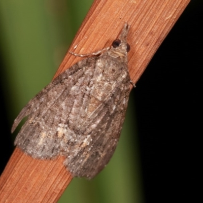 Microdes squamulata (Dark-grey Carpet) at Melba, ACT - 14 Nov 2020 by kasiaaus