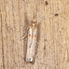 Etiella behrii (Lucerne Seed Web Moth) at Melba, ACT - 15 Nov 2020 by kasiaaus