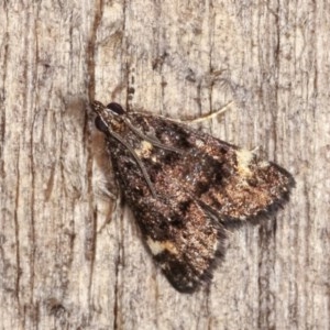 Heliothela ophideresana at Melba, ACT - 15 Nov 2020