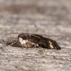 Heliothela ophideresana at Melba, ACT - 15 Nov 2020