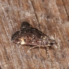 Heliothela ophideresana at Melba, ACT - 15 Nov 2020