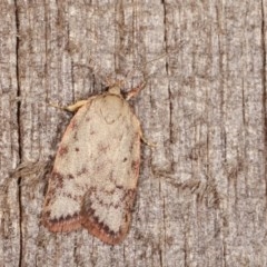 Garrha (genus) (A concealer moth) at Melba, ACT - 15 Nov 2020 by kasiaaus