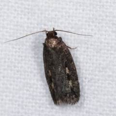 Barea (genus) (A concealer moth) at Melba, ACT - 14 Nov 2020 by kasiaaus