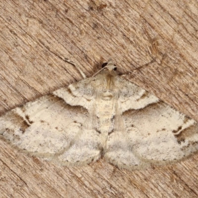 Syneora hemeropa (Ring-tipped Bark Moth) at Melba, ACT - 14 Nov 2020 by kasiaaus