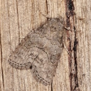 Calathusa sp nr dispila at Melba, ACT - 15 Nov 2020