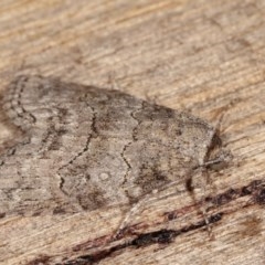 Calathusa sp nr dispila at Melba, ACT - 15 Nov 2020