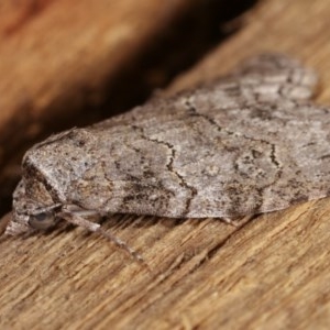 Calathusa sp nr dispila at Melba, ACT - 15 Nov 2020