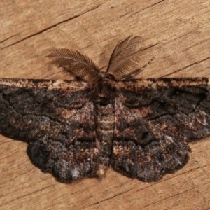 Pholodes sinistraria at Melba, ACT - 15 Nov 2020