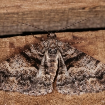 Gastrinodes argoplaca (Cryptic Bark Moth) at Melba, ACT - 14 Nov 2020 by kasiaaus