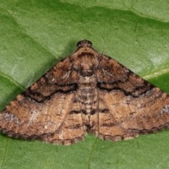 Aporoctena undescribed species (A Geometrid moth) at Melba, ACT - 15 Nov 2020 by kasiaaus