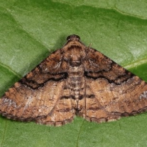 Aporoctena undescribed species at Melba, ACT - 15 Nov 2020