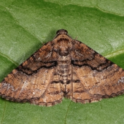 Aporoctena undescribed species (A Geometrid moth) at Melba, ACT - 14 Nov 2020 by kasiaaus