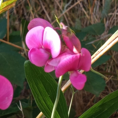 Lathyrus latifolius (Perennial Pea) at Chisholm, ACT - 8 Dec 2020 by MichaelBedingfield