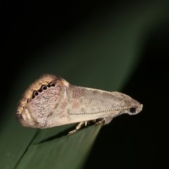 Eupselia melanostrepta (A Twig moth) at Melba, ACT - 15 Nov 2020 by kasiaaus