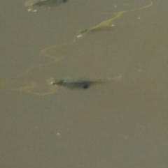 Gambusia holbrooki (Gambusia, Plague minnow, Mosquito fish) at Jerrabomberra Wetlands - 7 Dec 2020 by Ct1000