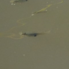 Gambusia holbrooki (Gambusia, Plague minnow, Mosquito fish) at Fyshwick, ACT - 8 Dec 2020 by Ct1000