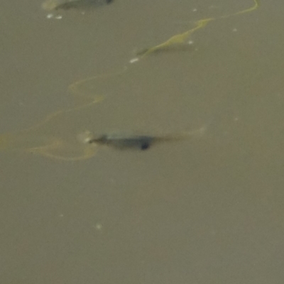 Gambusia holbrooki (Gambusia, Plague minnow, Mosquito fish) at Jerrabomberra Wetlands - 7 Dec 2020 by Ct1000