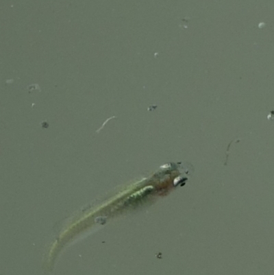 Gambusia holbrooki (Gambusia, Plague minnow, Mosquito fish) at Jerrabomberra Wetlands - 8 Dec 2020 by Ct1000