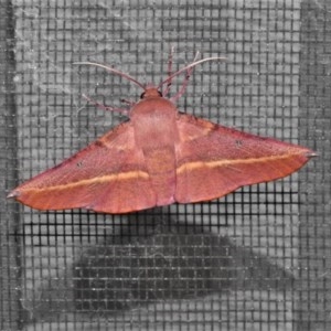 Oenochroma vinaria at Wanniassa, ACT - 8 Dec 2020