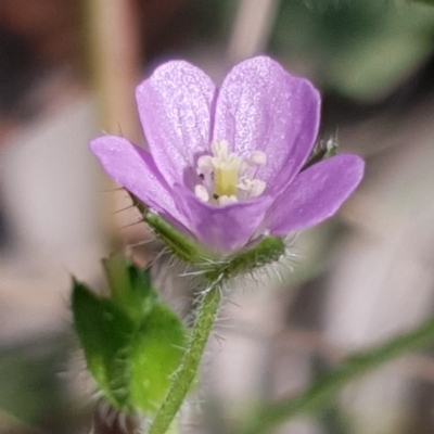 Geranium solanderi var. solanderi (Native Geranium) at Cook, ACT - 6 Dec 2020 by drakes