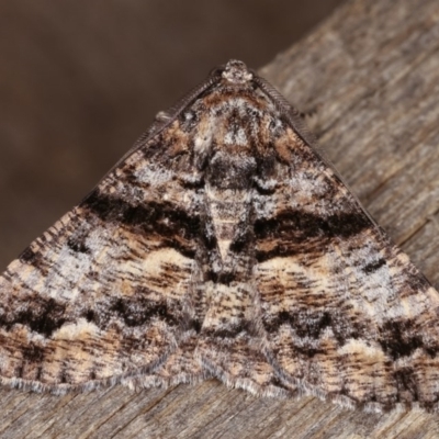 Gastrinodes argoplaca (Cryptic Bark Moth) at Melba, ACT - 14 Nov 2020 by kasiaaus