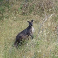 Osphranter robustus (Wallaroo) at Holt, ACT - 6 Dec 2020 by RobParnell