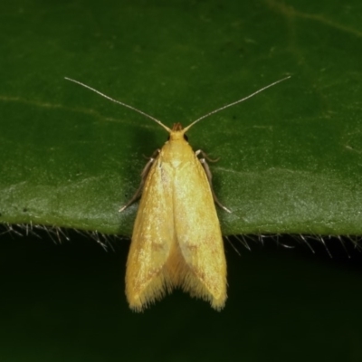 Aeolothapsa malacella (A Concealer moth) at Melba, ACT - 15 Nov 2020 by kasiaaus