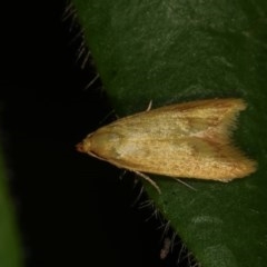 Aeolothapsa malacella at Melba, ACT - 15 Nov 2020 12:40 AM