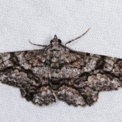 Cleora displicata (A Cleora Bark Moth) at Melba, ACT - 15 Nov 2020 by kasiaaus