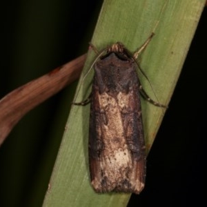 Agrotis ipsilon at Melba, ACT - 15 Nov 2020 12:48 AM