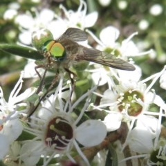 Scaptia sp. (genus) (March fly) at Coree, ACT - 7 Dec 2020 by RobParnell