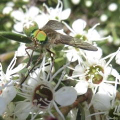 Scaptia sp. (genus) (March fly) at Ginninderry Conservation Corridor - 7 Dec 2020 by RobParnell