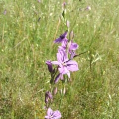 Arthropodium sp. Albury (A.D.J.Piesse 9) at Nangus, NSW - 4 Nov 2005 by abread111