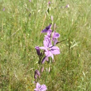 Arthropodium sp. Albury (A.D.J.Piesse 9) at Nangus, NSW - 5 Nov 2005 09:18 AM