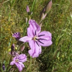 Arthropodium sp. Albury (A.D.J.Piesse 9) at Nangus, NSW - 5 Nov 2005 09:18 AM