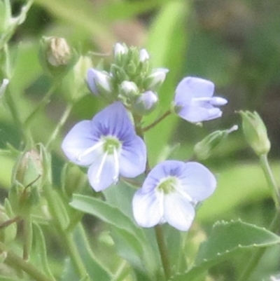 Veronica anagallis-aquatica (Blue Water Speedwell) at Holt, ACT - 7 Dec 2020 by RobParnell