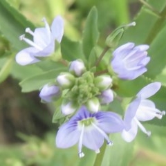 Veronica anagallis-aquatica at Holt, ACT - 7 Dec 2020