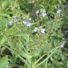 Veronica anagallis-aquatica at Holt, ACT - 7 Dec 2020