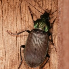 Chlaenius australis (A predaceous ground beetle) at Melba, ACT - 15 Nov 2020 by kasiaaus